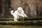 Giant Poodle Puppy