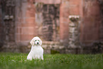 Giant Poodle Puppy