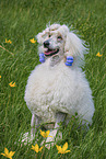 Giant Poodle