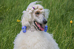Giant Poodle