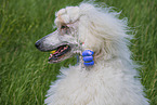Giant Poodle
