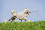 Giant Poodle