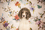 Giant Poodle