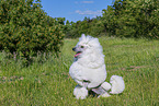 Giant Poodle