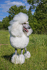 Giant Poodle