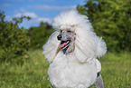Giant Poodle