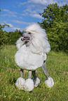 Giant Poodle