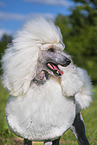 Giant Poodle