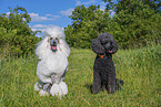 Poodles