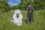 Poodles