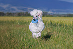 Giant Poodle