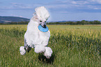 Giant Poodle