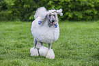 Giant Poodle