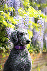 Giant Poodle