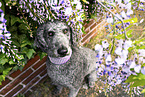 Giant Poodle