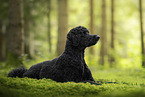 Giant Poodle
