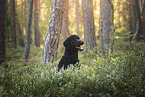Giant Poodle