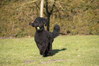 Giant Poodle