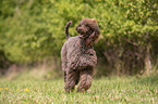 Giant Poodle