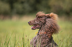 Giant Poodle