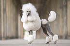 Giant Poodle