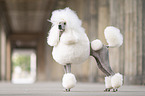 Giant Poodle