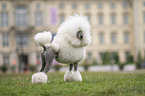 Giant Poodle