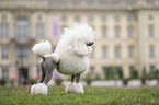 Giant Poodle