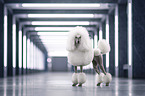 Giant Poodle