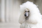 Giant Poodle