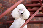 Giant Poodle