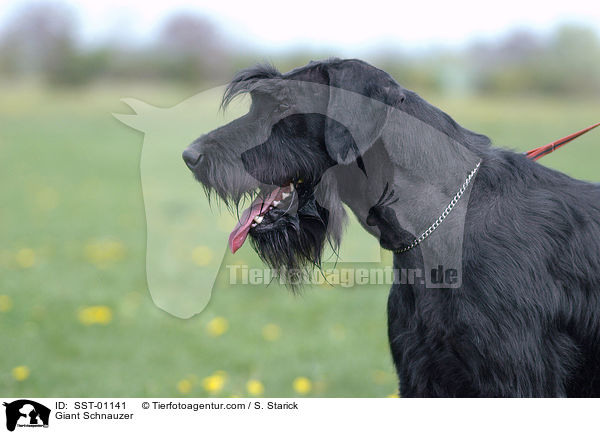 Riesenschnauzer / Giant Schnauzer / SST-01141