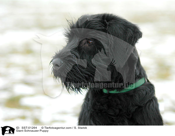 Riesenschnauzer Welpe / Giant Schnauzer Puppy / SST-01264