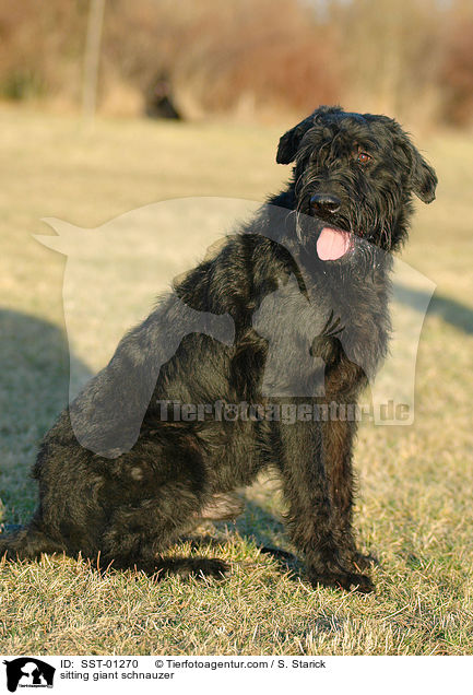 sitzender Riesenschnauzer / sitting giant schnauzer / SST-01270