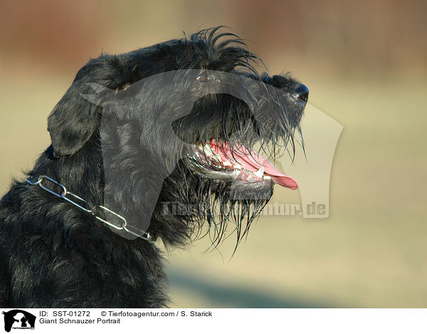 Riesenschnauzer Portrait / Giant Schnauzer Portrait / SST-01272
