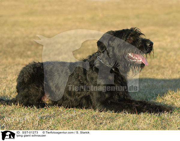 liegender Riesenschnauzer / lying giant schnauzer / SST-01273