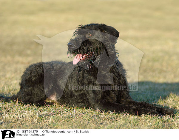 liegender Riesenschnauzer / lying giant schnauzer / SST-01275