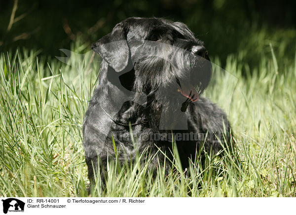 Riesenschnauzer / Giant Schnauzer / RR-14001