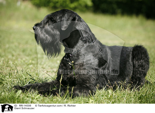 Riesenschnauzer / Giant Schnauzer / RR-14006