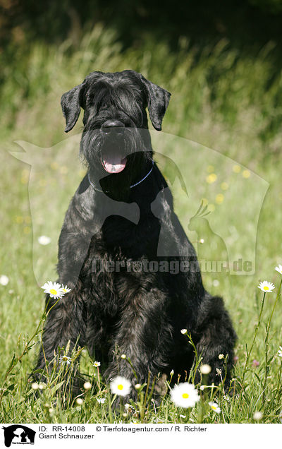 Riesenschnauzer / Giant Schnauzer / RR-14008