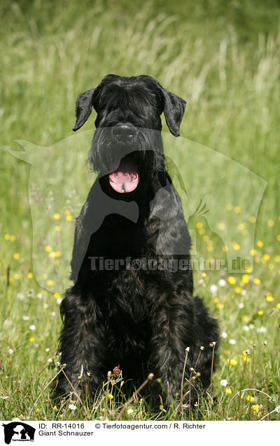 Riesenschnauzer / Giant Schnauzer / RR-14016