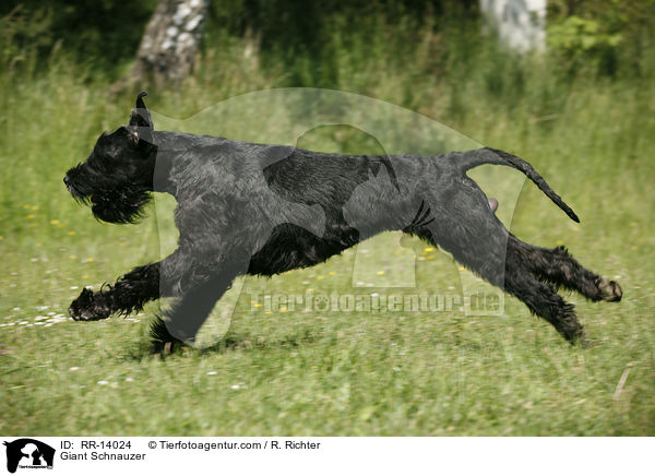 Riesenschnauzer / Giant Schnauzer / RR-14024