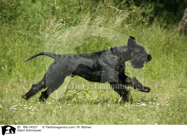 Giant Schnauzer / RR-14027