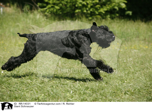 Riesenschnauzer / Giant Schnauzer / RR-14031