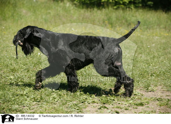 Riesenschnauzer / Giant Schnauzer / RR-14032