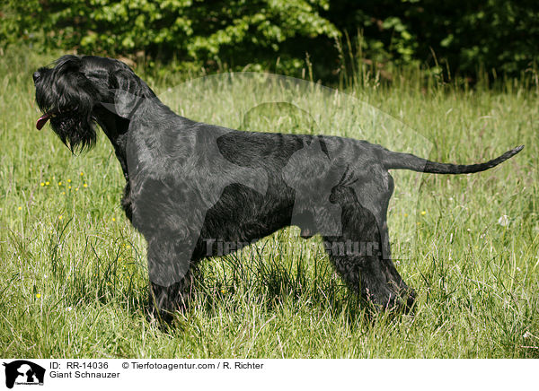 Riesenschnauzer / Giant Schnauzer / RR-14036