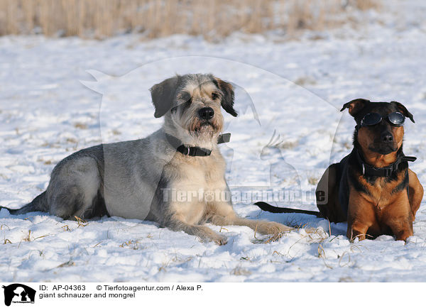 Riesenschnauzer und Mischling / giant schnauzer and mongrel / AP-04363