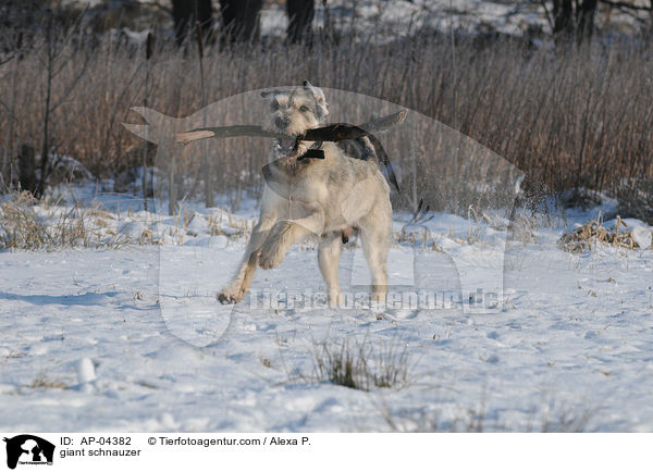 Riesenschnauzer / giant schnauzer / AP-04382