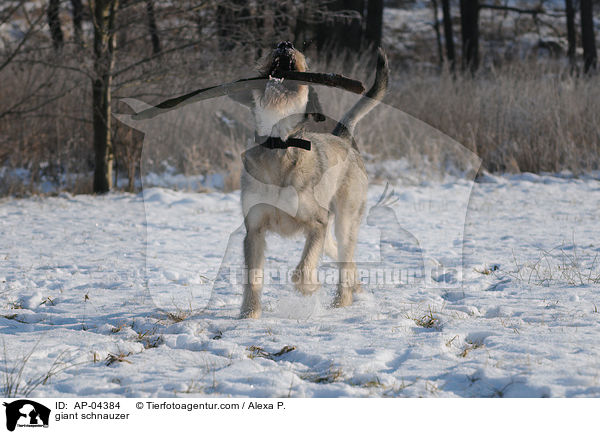 Riesenschnauzer / giant schnauzer / AP-04384