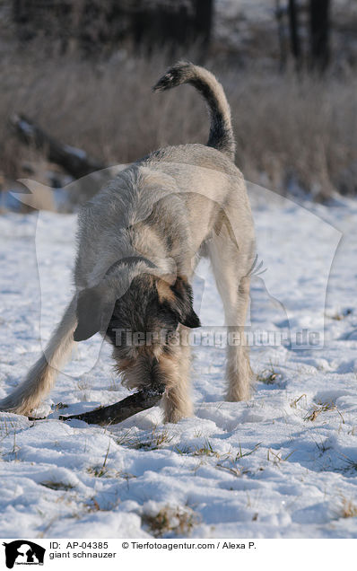 Riesenschnauzer / giant schnauzer / AP-04385